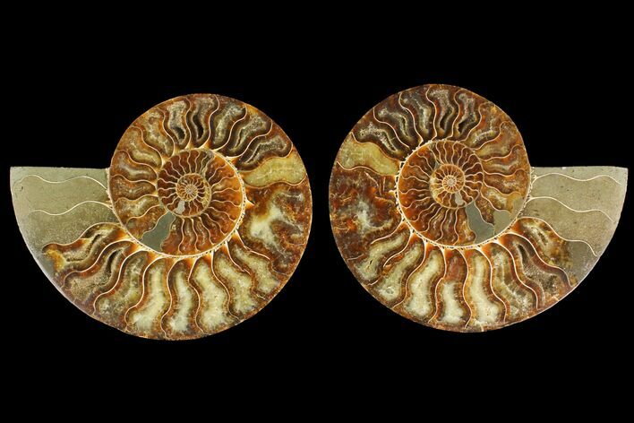 Agatized Ammonite Fossil - Madagascar #135281